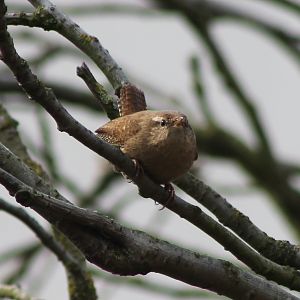 Wren