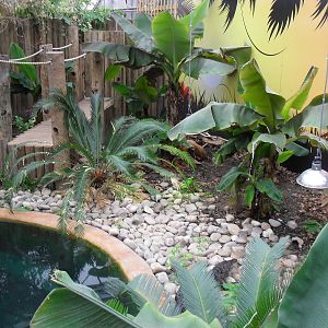 Morelet's Crocodile Pool