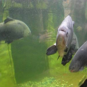 Fish in Amazon Tank