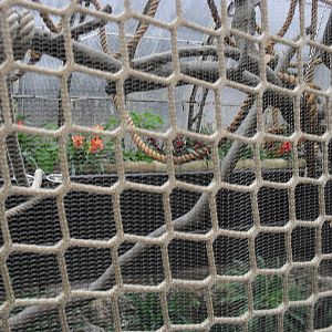 Tamarins from the top