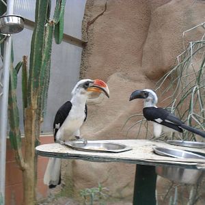 Von Der Decken's Hornbill