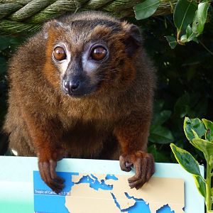 Male red bellied lemur