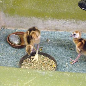 Grey Crowned Crane Chicks
