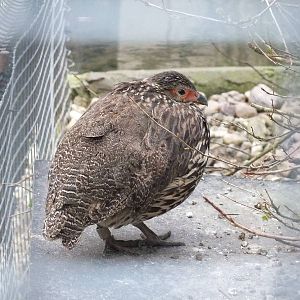Yellow-necked Spurfowl