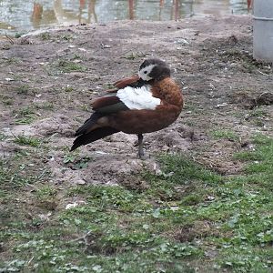 Female Cape Shelduck
