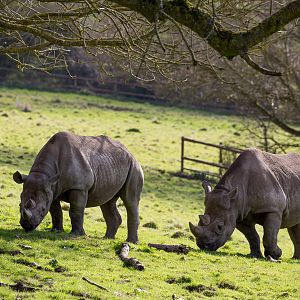Black rhinoceros : Port Lympne : 30 Mar 2015