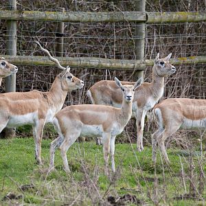 Blackbuck : Port Lympne : 30 Mar 2015