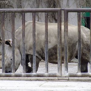 Northern White Rhino