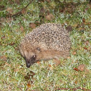 European hedgehog
