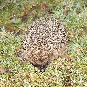 European hedgehog
