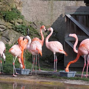 Flamingos
