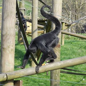 Columbian black spider monkey
