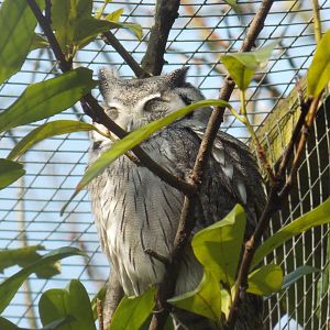 Northern white-faced owl