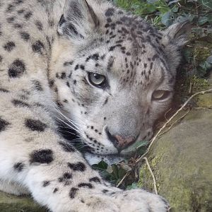 Snow leopard