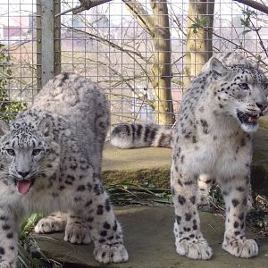 Snow leopards
