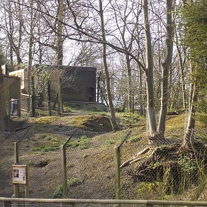 Now for patagonian mara