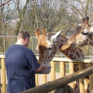 Someone being a zookeeper for the day