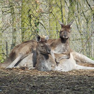 Western Grey Kangaroos