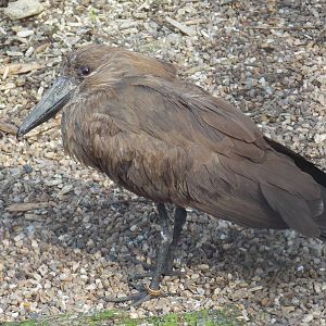 Hamerkop
