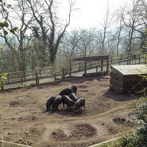 White-lipped peccaries