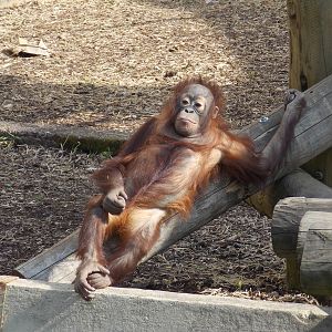 Bornean orangutan