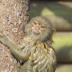 Pygmy marmoset