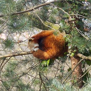 Red panda