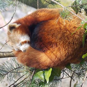Red panda