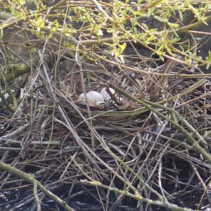 Nest in waterfowl area