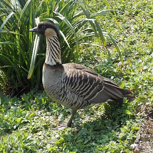 Hawaiian goose