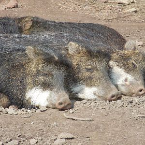 White-lipped peccaries