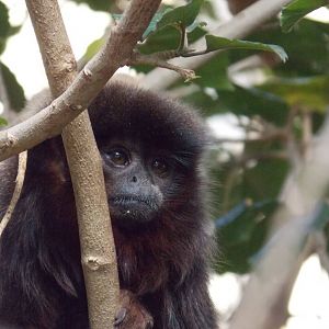 Coppery titi monkey