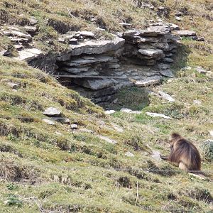Gelada Baboon
