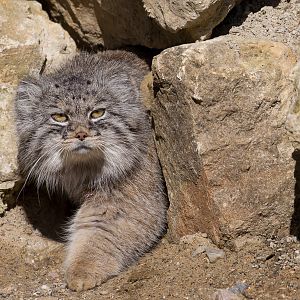 Pallas cat : Port Lympne : 30 Mar 2015