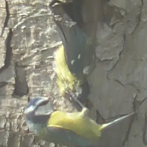 Blue tit cannibalism