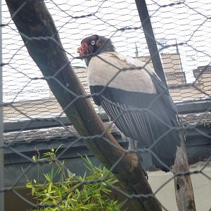 King vulture 5.4.15