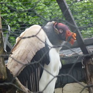 King vulture 5.4.15