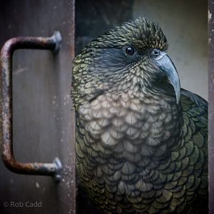 Kea : Cotswold WP : 26 Mar 2015