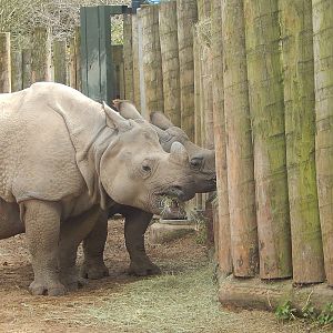 Greater One-horned Rhinos (Komala at the back)