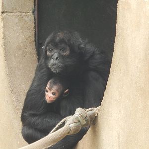 Colombian Spider Monkey with baby