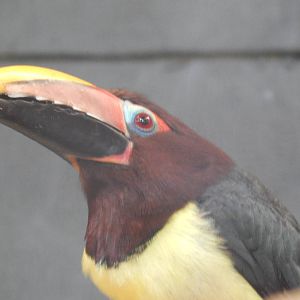 Female Green Aracari close up