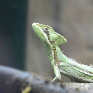 Cone-headed Lizard