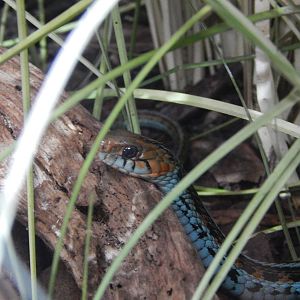San Francisco Garter Snake
