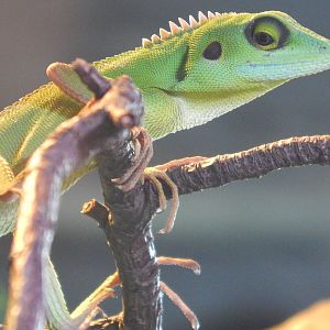 Green Crested Lizard