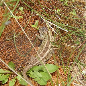 Sand Lizard