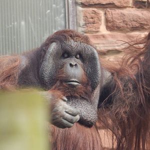 Male Orangutan-Tuan