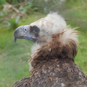 European Black Vulture