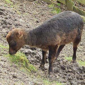 Anoa calf