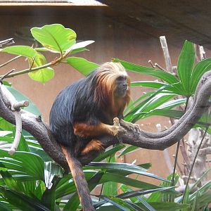 Golden-headed Lion Tamarin eating locust