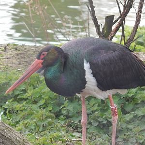 Black Stork in the African Wetlands Aviary